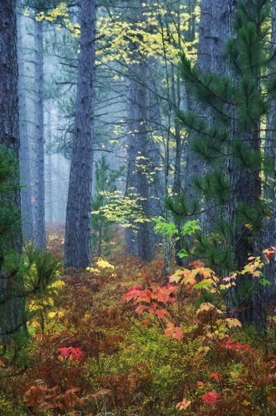 Michigan Fall foliage and pine trees in fog
